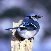 Blue Jay
