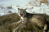 A bobcat sitting on some hay