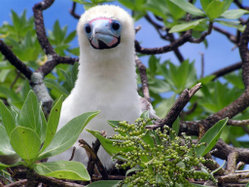 Booby chick on Palmyra Atoll.