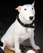Bull Terrier