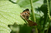 Mating Butterflies