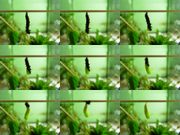 Pupation of Inachis io