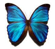 Blue Morpho