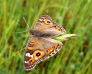 Meadow Argus, a common species of Australia