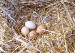 Chicken eggs vary in colour depending on the hen, typically ranging from bright white to shades of brown and even blue or green (Auracana varieties).