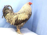 Chicken mix-breed rooster