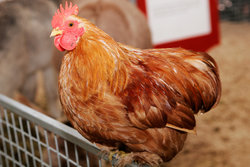 A chicken at the 2005 Melbourne Show