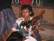 Rooster after winning a cockfight in Bali