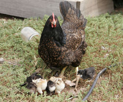 Hen with newly hatched chicks.