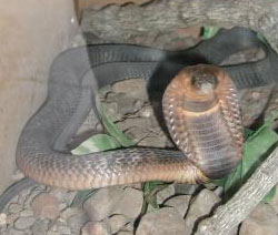 Egyptian Cobra