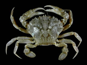 Liocarcinus vernalis, a crab from the superfamily Portunoidea