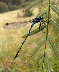 Common Blue Damselfly (Enallagama cyathigerum)