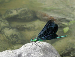 Beautiful Demoiselle