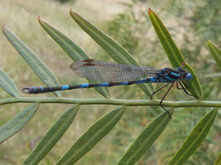 Common Blue Damselfly