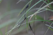 Mating Damselflies