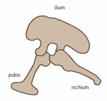 Saurischian pelvis structure.