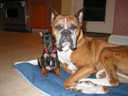 The dog has developed into hundreds of breeds with a great degree of variation, such as this Miniature Pinscher and Boxer.