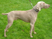 Dogs are predators suited to chasing after, leaping at, and killing prey. (pictured: Weimaraner)