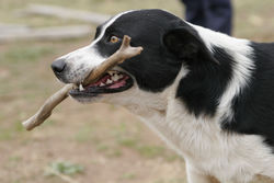 Some dogs can be trained to retrieve.