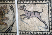 This ancient mosaic, likely Roman, shows a large dog with a collar hunting a lion.