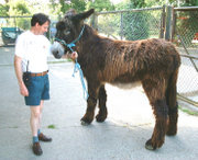 Poitou Donkey