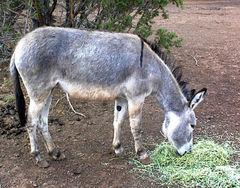 Adopted wild burro
