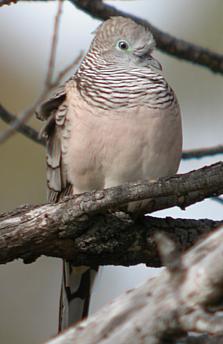 Peaceful Dove (Geopelia placida)