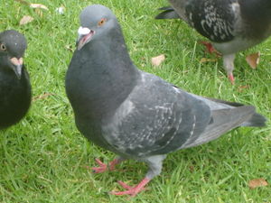 A Chequered Rock Dove in a city park (otherwise known as a feral pigeon).