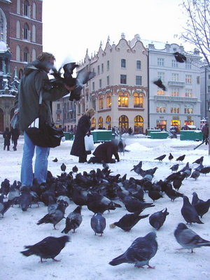 Feral Pigeons in Krakow, Poland