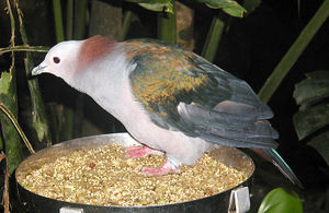 Chestnut-naped Imperial Pigeon (Ducula aenea paulina). Other names for this bird are Celebes Imperial Pigeon, Celebes Green Imperial Pigeon and Green Imperial Pigeon.