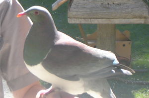 Kererū, New Zealand Pigeon.
