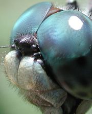 Dragonfly eye