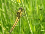 Female Black-tailed Skimmer