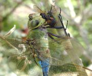 Green Darner Dragonfly feeding on honeybee