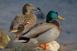A male and female Mallard