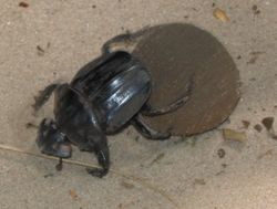 A dung beetle busy rolling its ball of dung