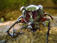 Chalcosoma atlas