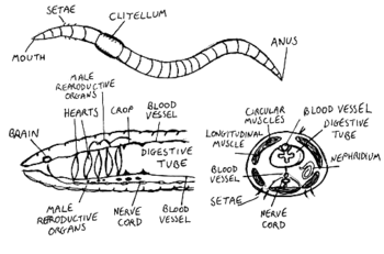 Anatomy of the earthworm