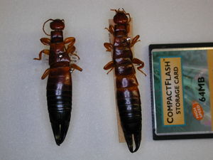 Earwig from Australia - 63 mm