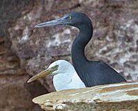 Eastern Reef Egrets