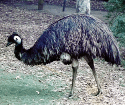 Emu in Victoria ,Australia