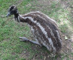 Baby Emu lying on the ground