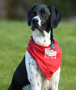 A pointer looks inquisitively across the yard.