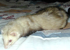 A domestic ferret "resting" momentarily.