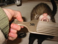 Ferret playing tug with a comb