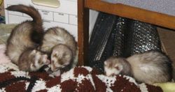 Ferrets romping together