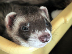 A sable ferret, the most common colour variation