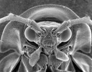 Scanning electron microscope image of a firefly