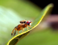 The Mediterranean fruit fly, or "medfly", Ceratitis capitata