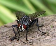 The flesh-fly, Sarcophaga carnaria